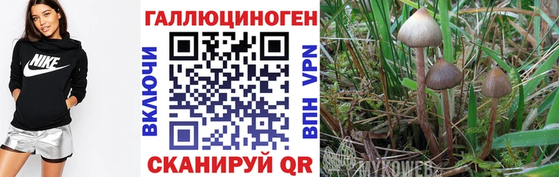 Купить где  Дудинка  Псилоцибиновые грибы Magic Shrooms 